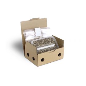 Cubensis Golden Teacher Magic Mushroom Grow Kit for sale, magic mushroom grow kit sale